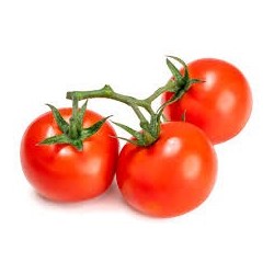 Tomate rama