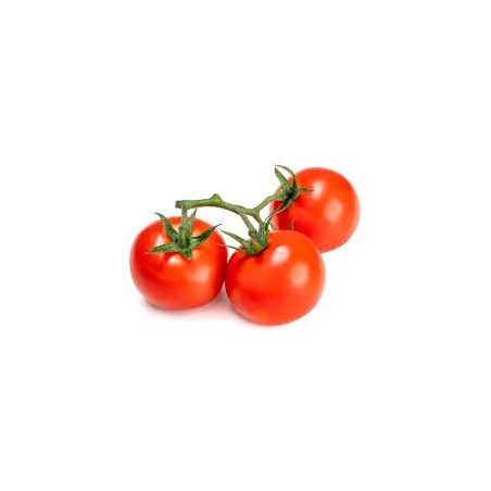 Tomate rama