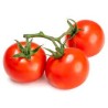 Tomate rama