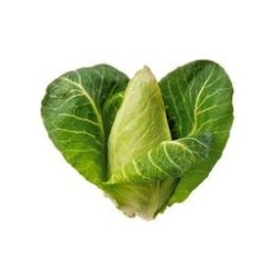 Repollo tipo corazón