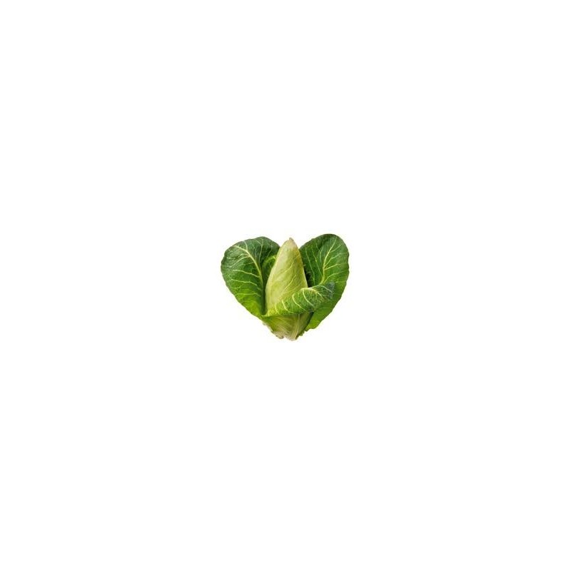Repollo tipo corazón Repollo tipo corazón