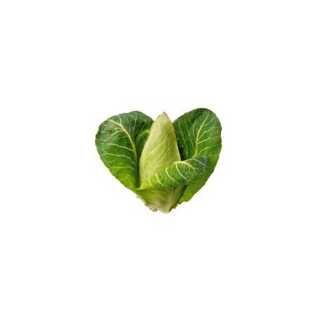 Repollo tipo corazón